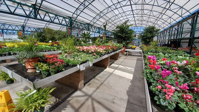 The Plant Pharmacy