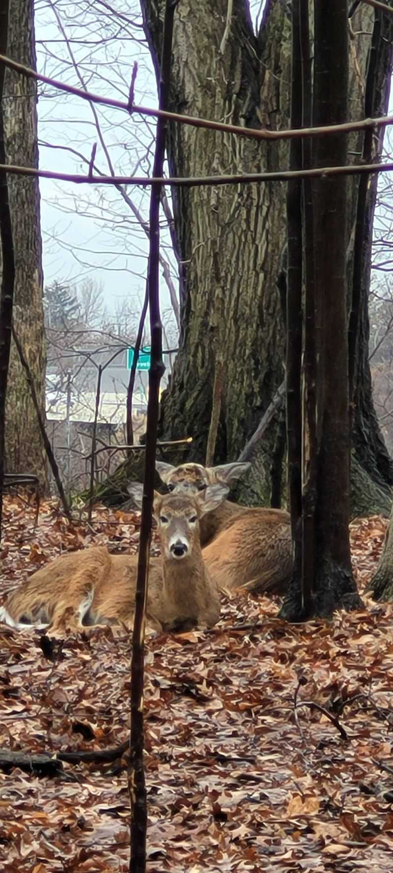 Wildlife That Completes the Scene