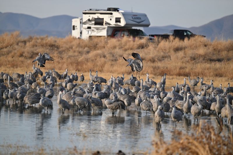 The Playful Dance Of The Cranes