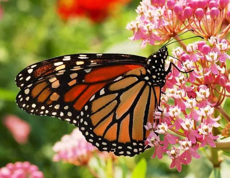 The Pollinator Habitat and Gardens