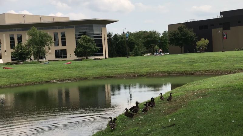 The Pond, The Bridge, And The Birds
