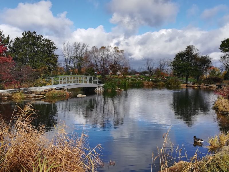 The Ponds, Turtles, and Koi Fish