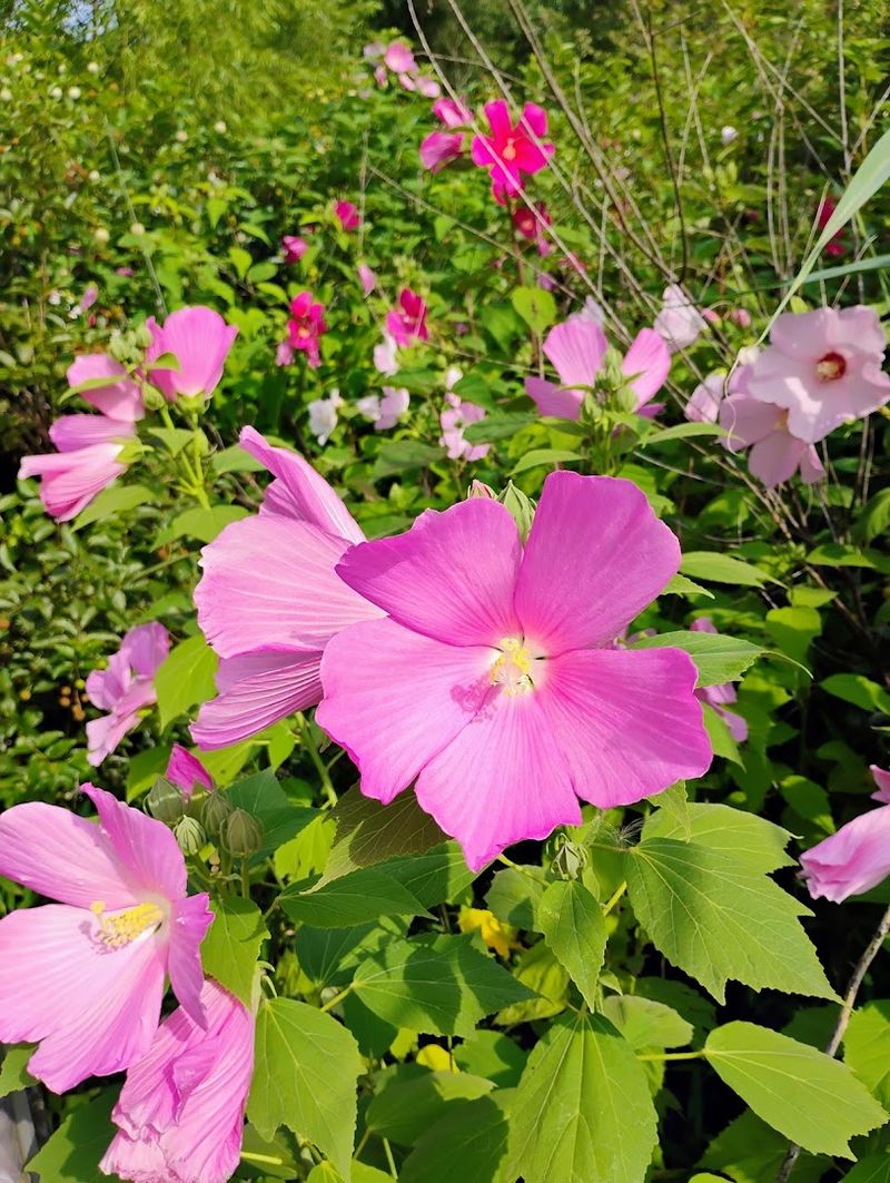 Sandy Soil Creates A Rare Wildflower Habitat