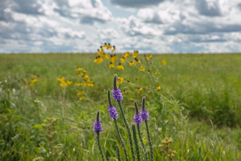 The Prairie Surrounding The Site Is A Living Treasure Too