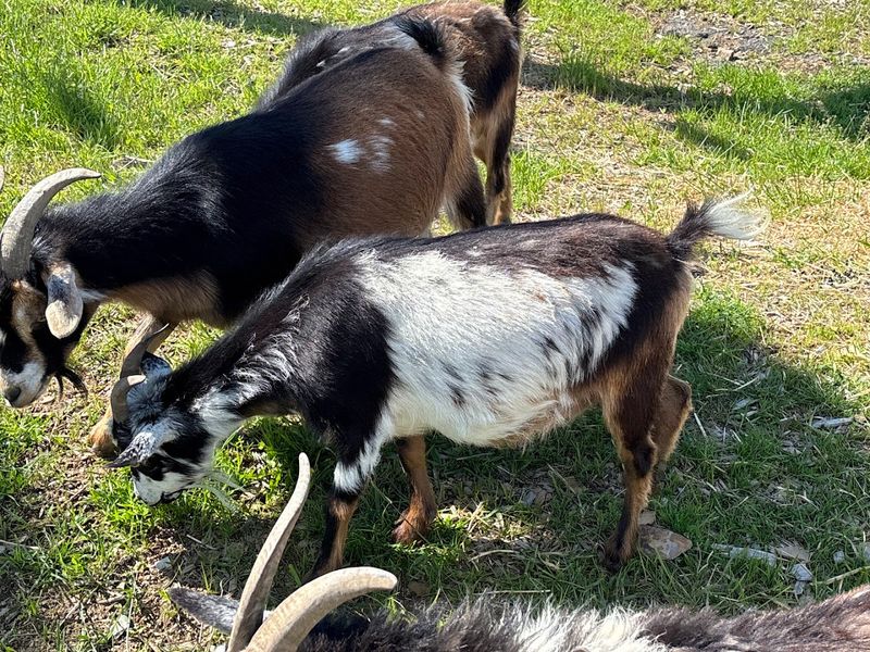 Goats, Animals, And Farm Life Add To The Experience