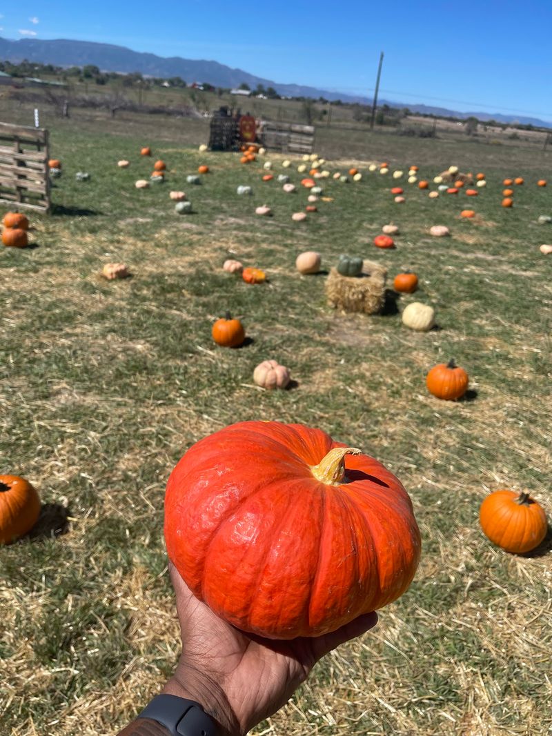 The Pumpkin Patch Gives The Farm A Second Act