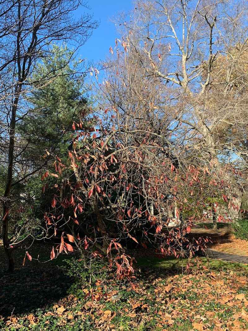 The Rare Franklinia Alatamaha Tree