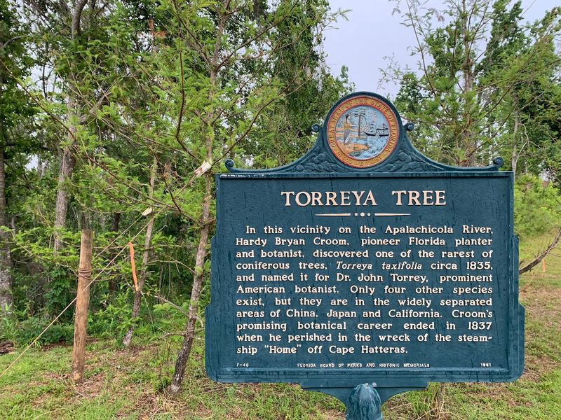 The Rare Torreya Tree You Won't Find Elsewhere