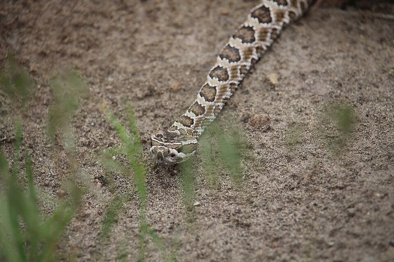 The Rattlesnake Locals Should Know About