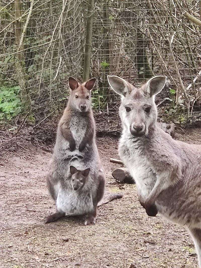 The Red Kangaroos Of The Ranch