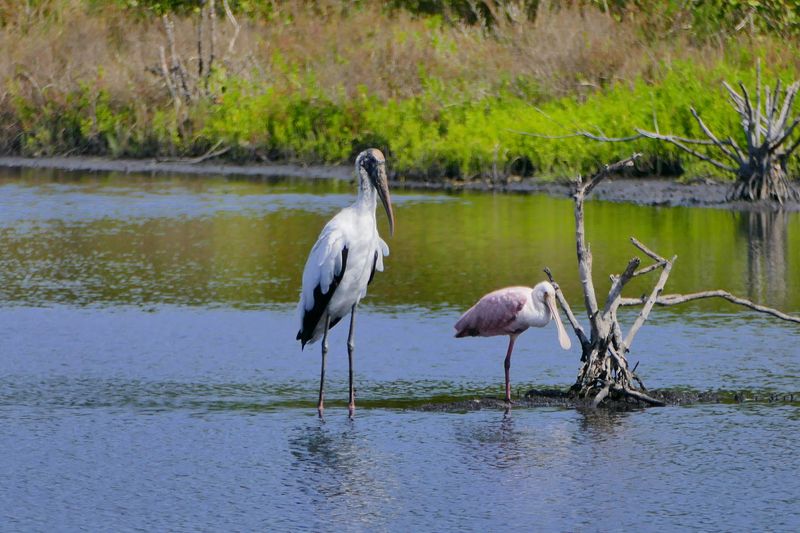 The Refuge Sits Right Next To Kennedy Space Center