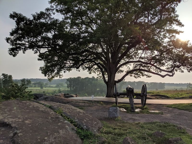 The Witness Tree That Saw It All