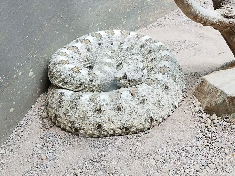 The Reptile House and Its Rattlesnake Stars