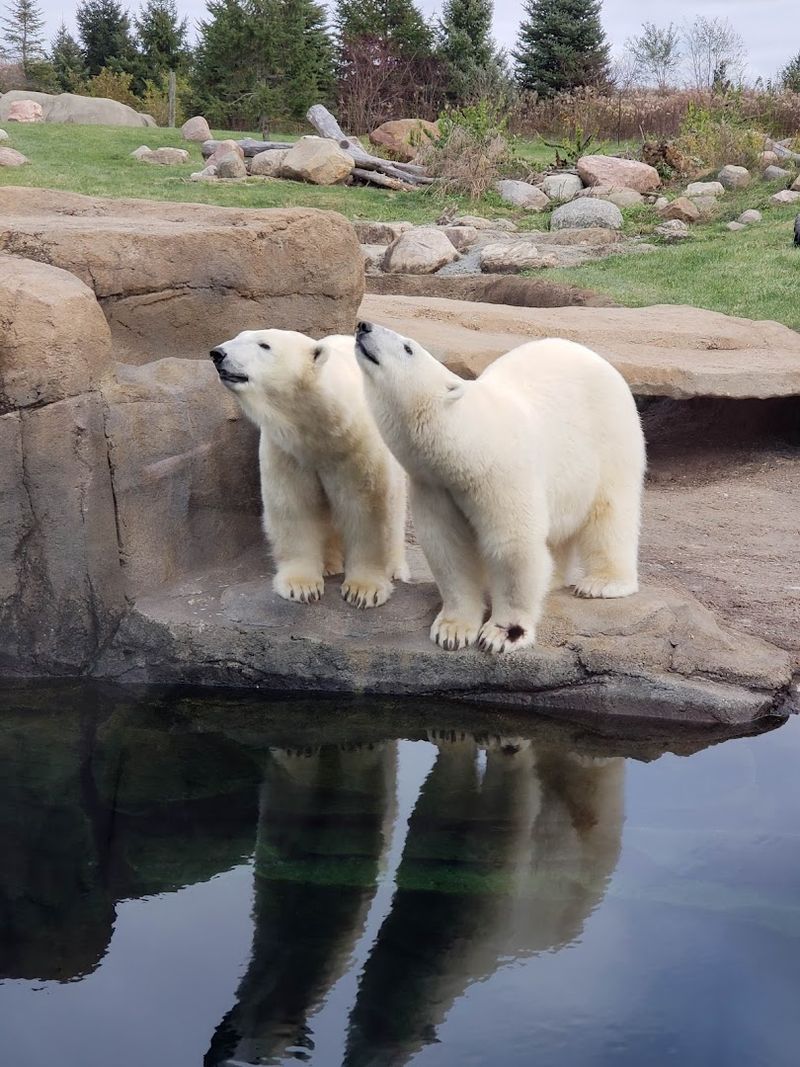 Baby Animals and the Pure Joy They Bring