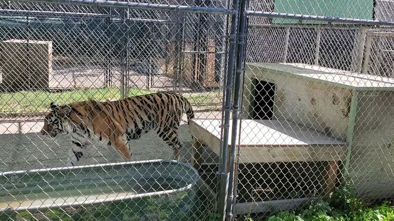 The Rescue Mission Behind Every Enclosure