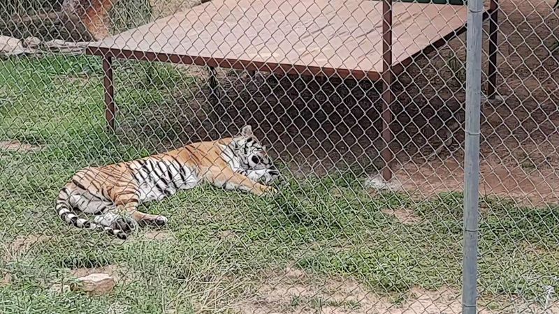 The Rescued Animals Call This Canyon Home The Rescued Animals Call This Canyon Home