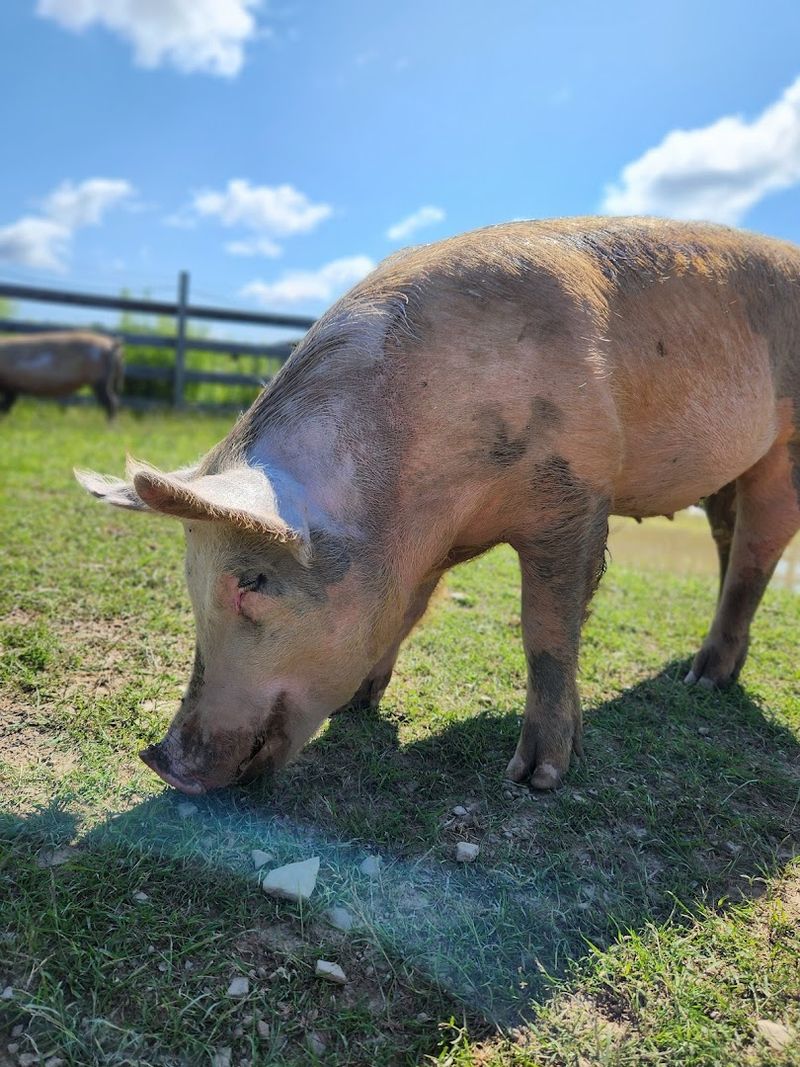 The Rescued Animals That Call This Place Home The Rescued Animals That Call This Place Home
