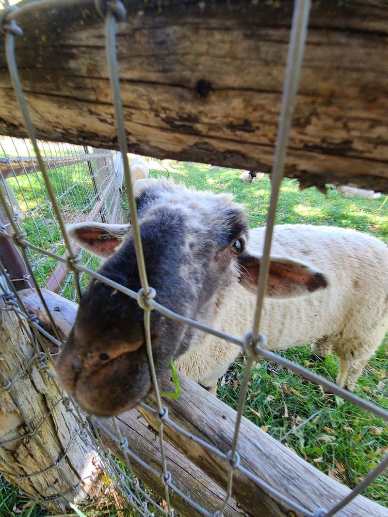 Farm Animals, Open Land, and the Ranch Atmosphere