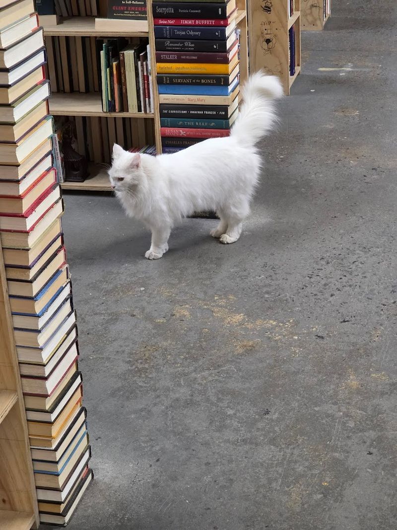 The Store Also Supports Cat Adoption