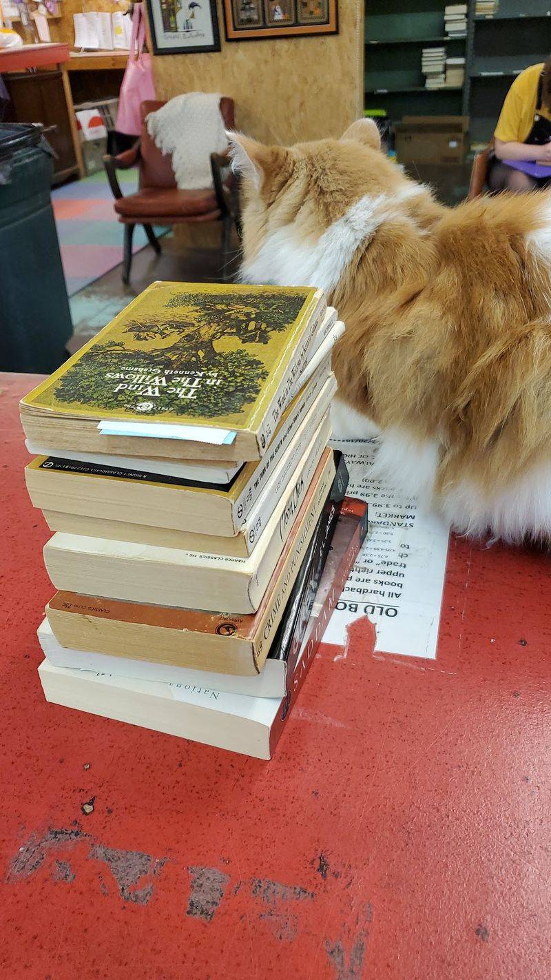 The Resident Cats Everyone Adores