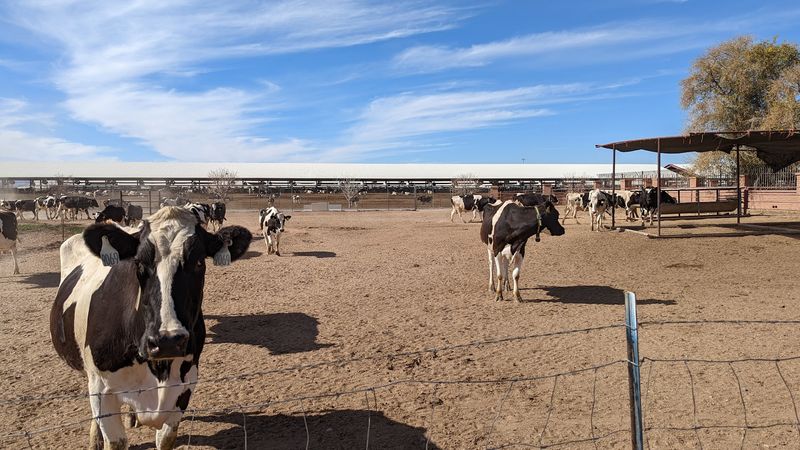 What The Animal Collection Looks Like Up Close