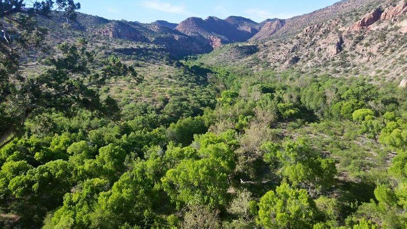 The Riparian Canopy That Feels Like Another World