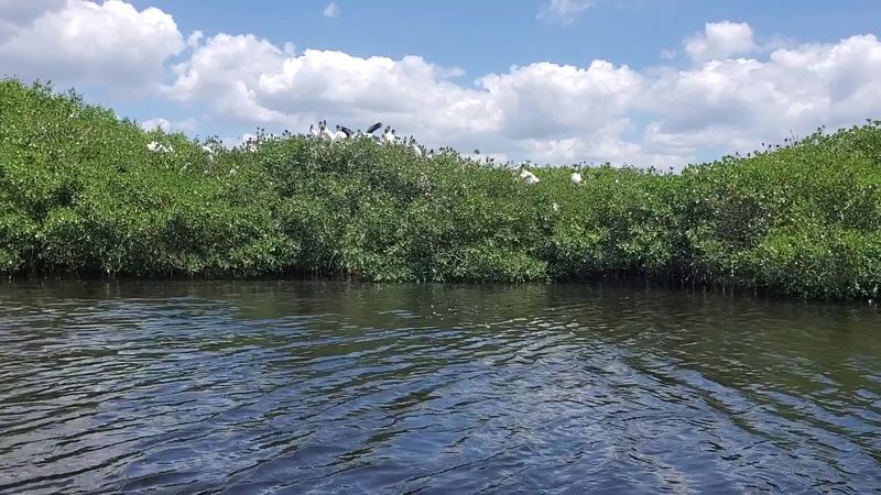 Megalodon Shark Teeth Are Among The Most Exciting Finds