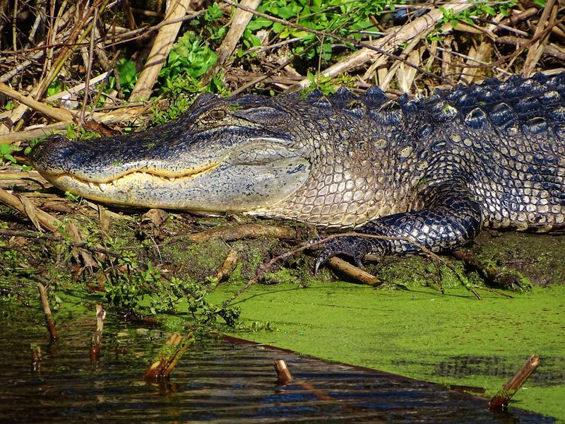 Morning Visits Offer The Most Active Wildlife Encounters