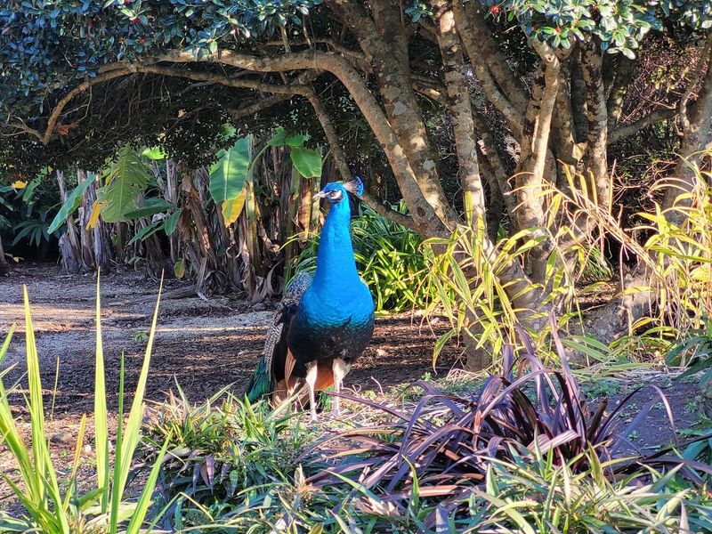 The Roaming Peacocks That Own The Place The Roaming Peacocks That Own The Place