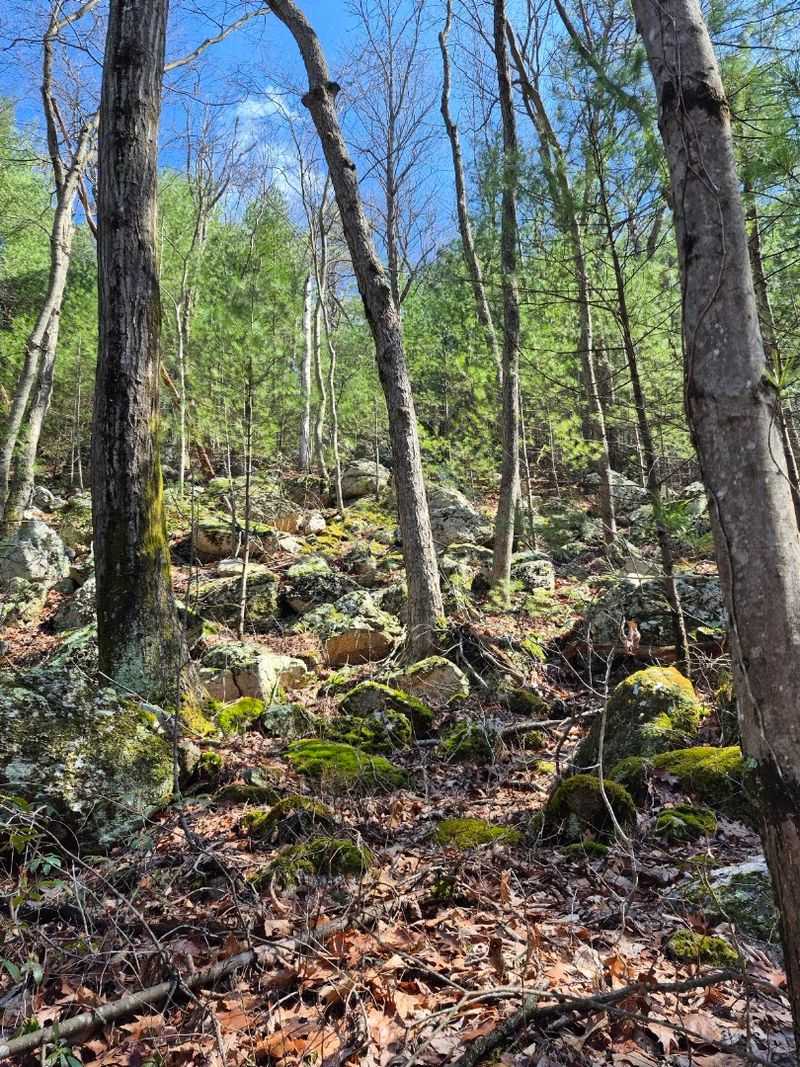 The Rocky Terrain That Attracts Snakes Every Summer