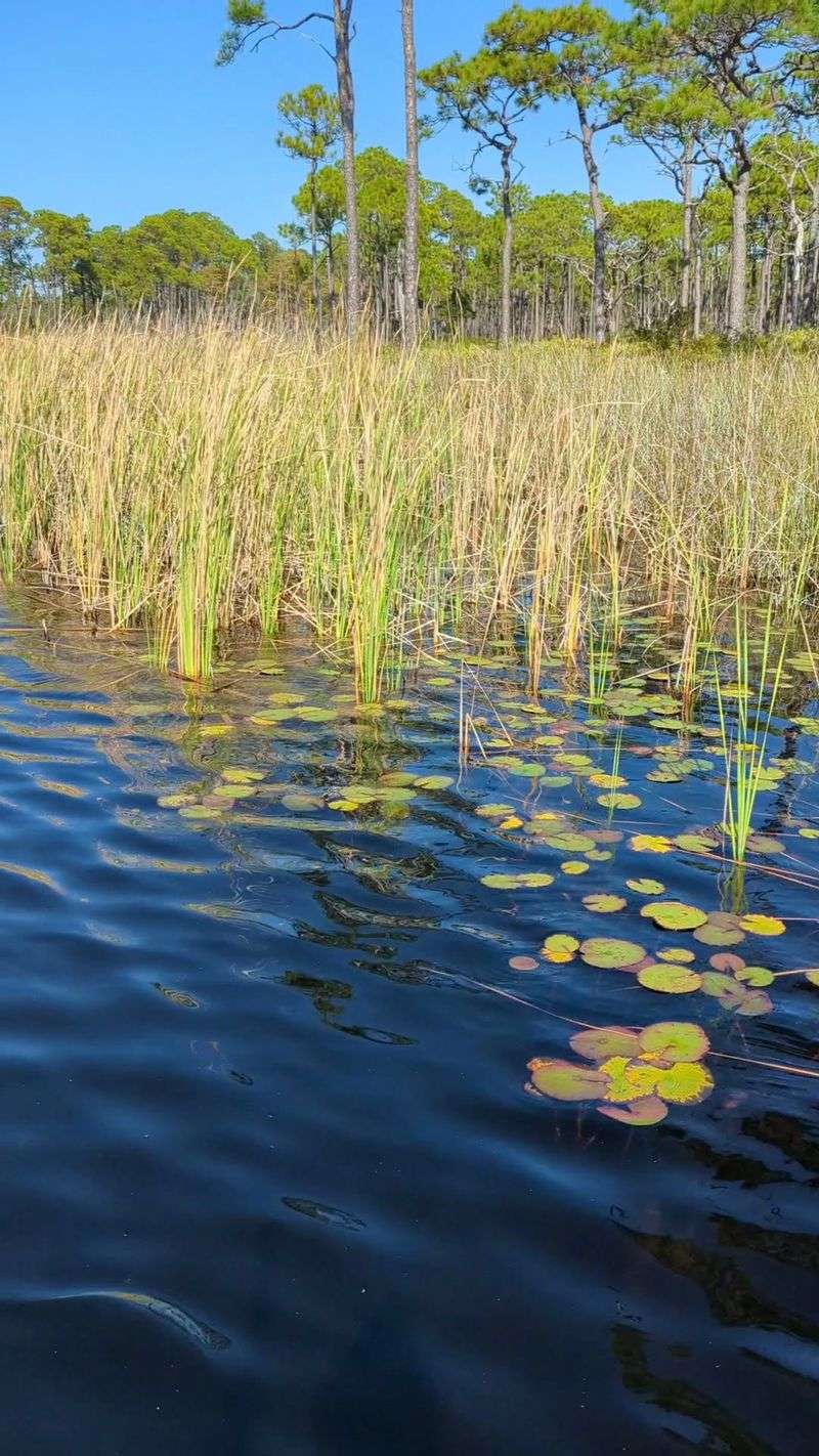 The Role Of Grayton Beach State Park In Protecting The Past