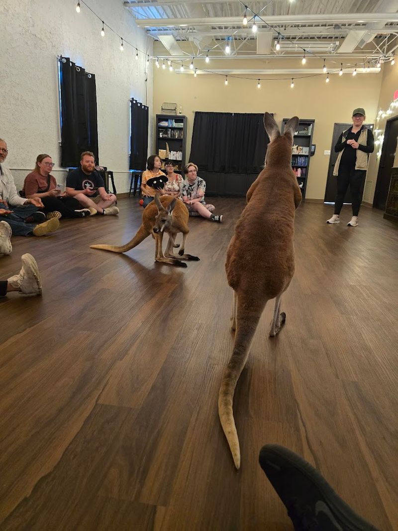 Key Takeaways: Making the Most of Your Visit to Kangaroo Ranch in Wheat Ridge