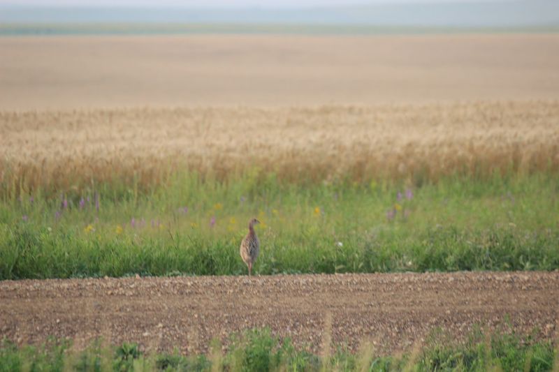 The Roost