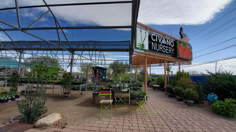 The Roots Of Civano Nursery Run Deep The Roots Of Civano Nursery Run Deep