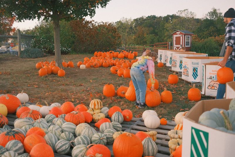 The Farm Has Built A Loyal Following That Returns Every Year