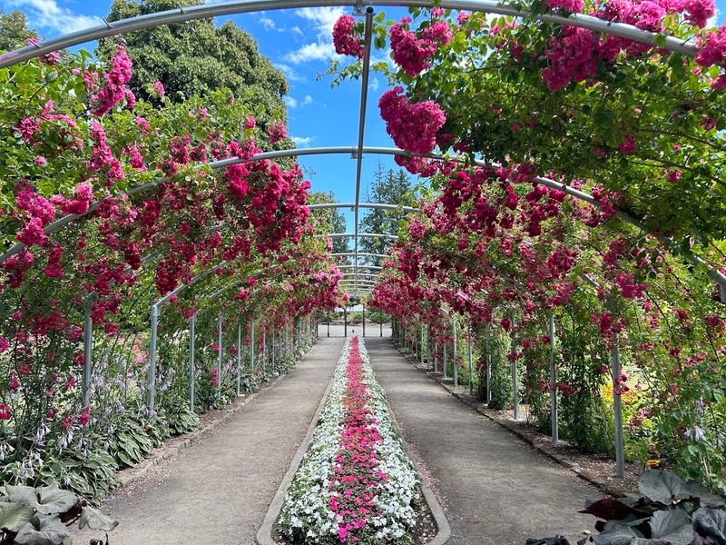 The Rose-Covered Arches That Stop You In Your Tracks