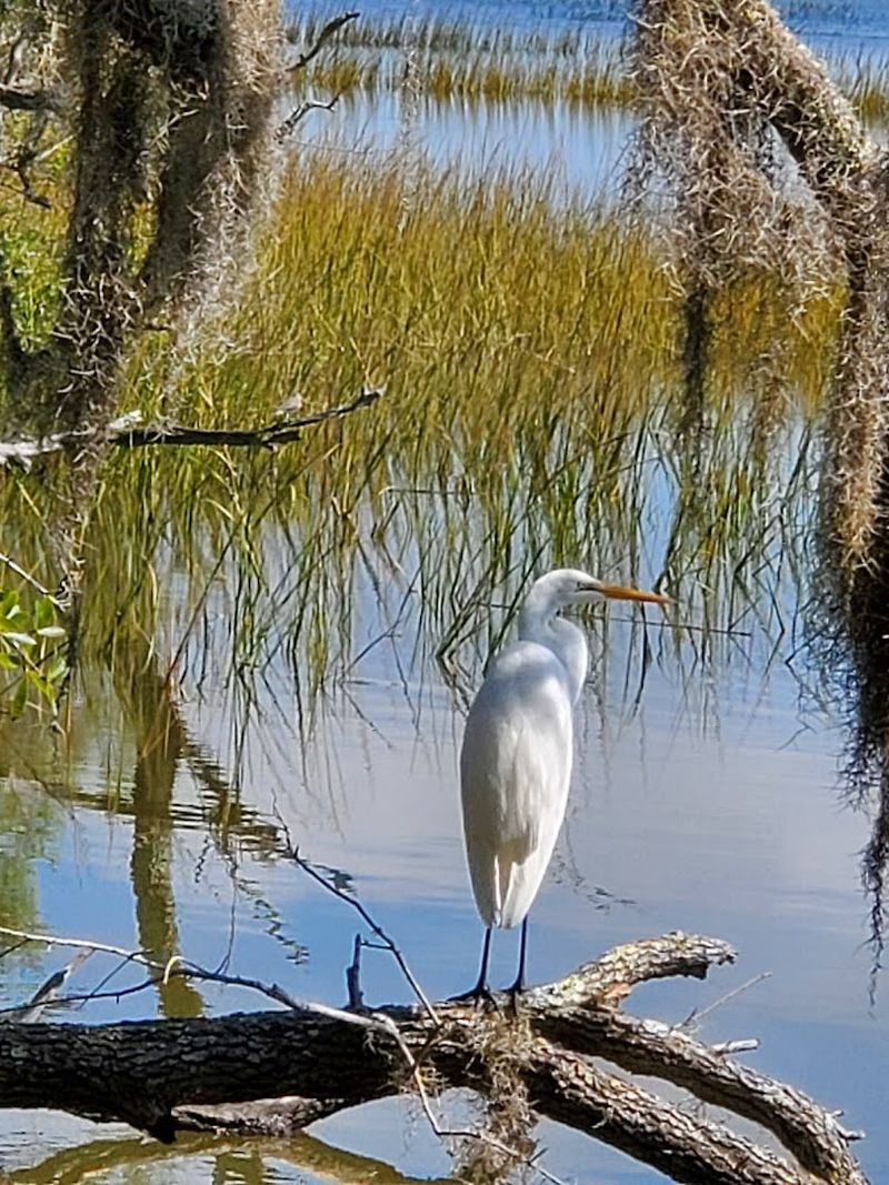 Sea Oxeye, Salt Marsh, and Coastal Plants