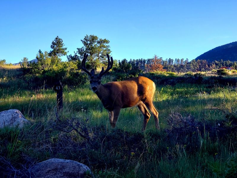 The Rut Turns A Quiet Campground Into Elk Territory The Rut Turns A Quiet Campground Into Elk Territory