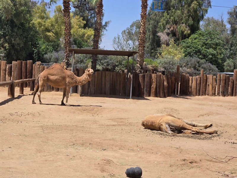The Safari Park And Its African Lion Habitat The Safari Park And Its African Lion Habitat