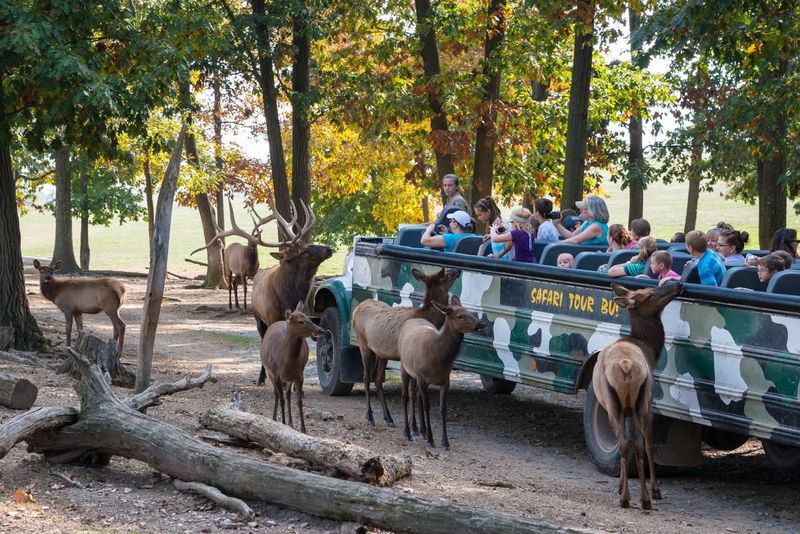 The Safari Ride Is The Real Star Of The Show