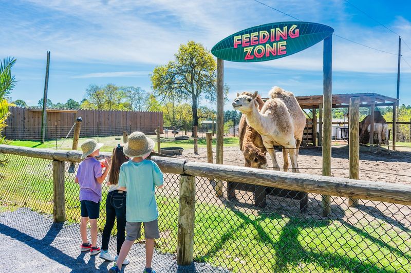 The Safari Train Brings The Preserve To Life