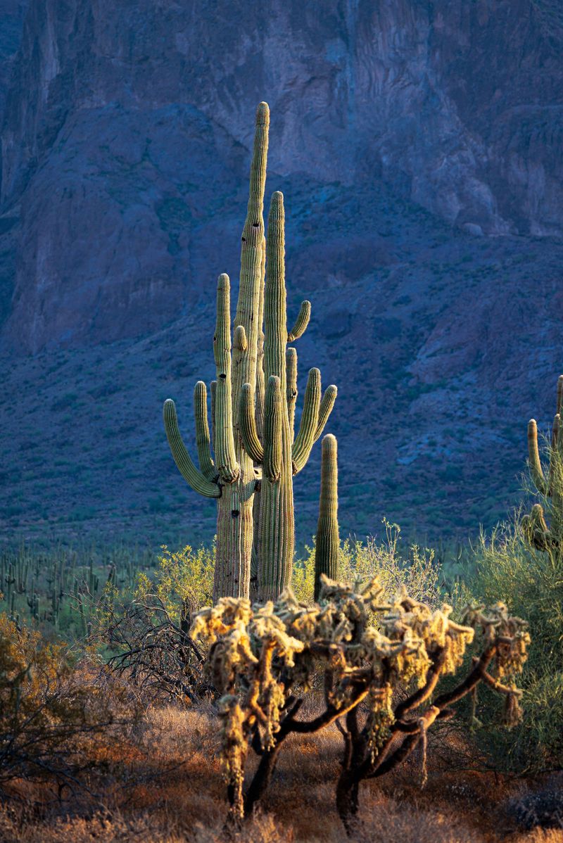 The Saguaro's Exclusive Address, Sonoran Desert