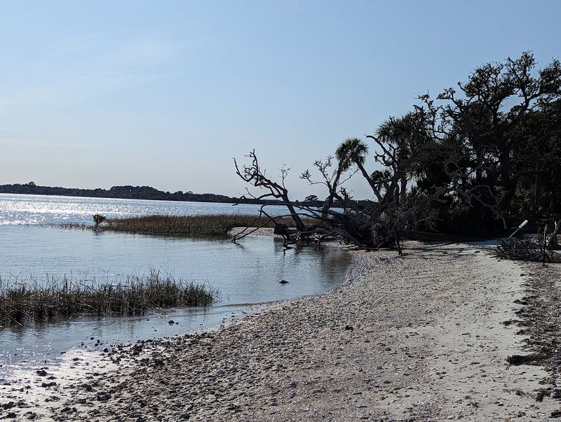 The Salt Marsh Ecosystem