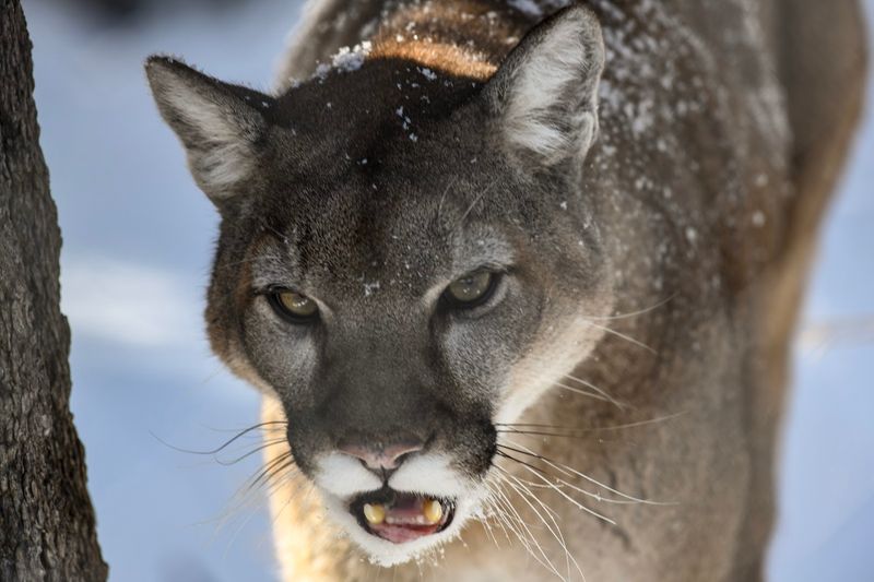 Animals You Can Expect To See