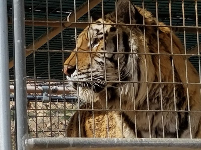 The Sanctuary's No-Breeding Policy The Sanctuary's No-Breeding Policy