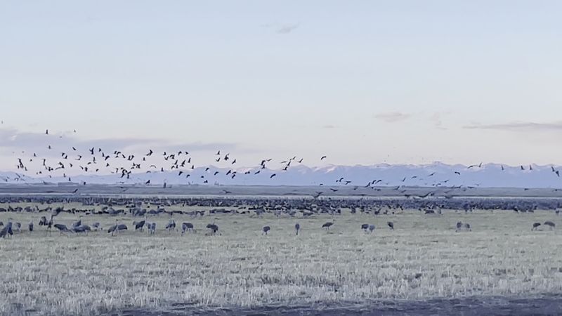 The Sandhill Crane Migration: Why People Keep Coming Back