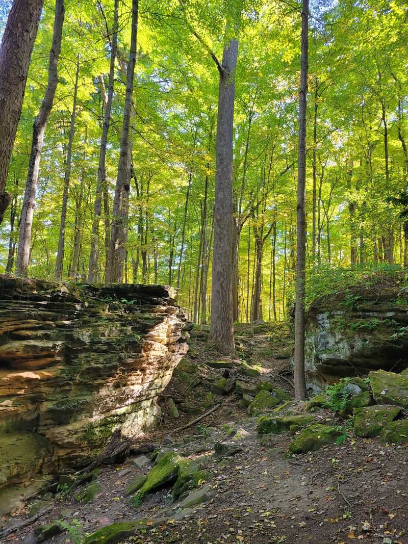 Following the Raccoon Trail Markers