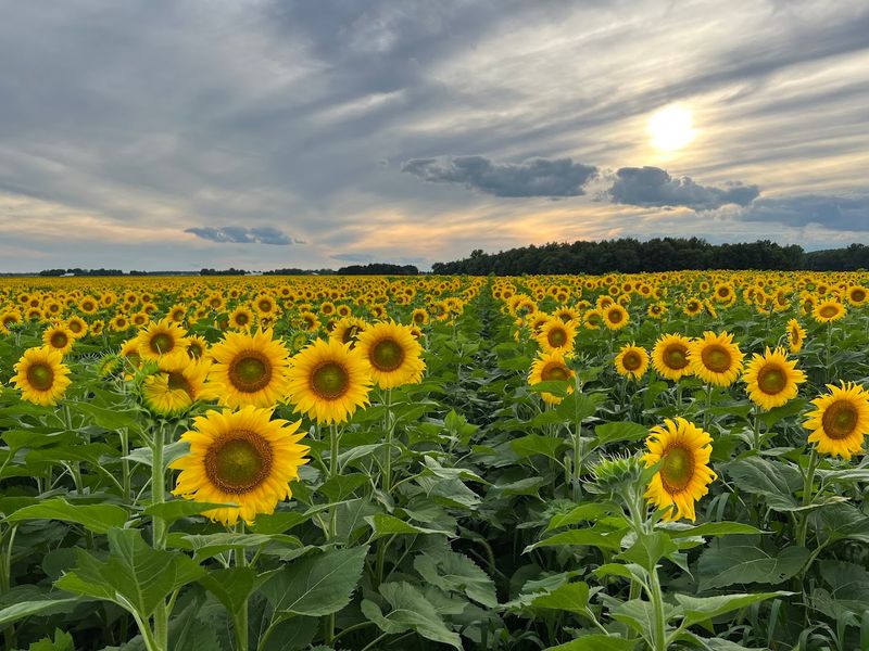 The Scale of the Sunflowers: 56 Acres of Pure Gold