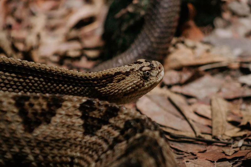 The Scaly Locals Behind The Secret The Scaly Locals Behind The Secret