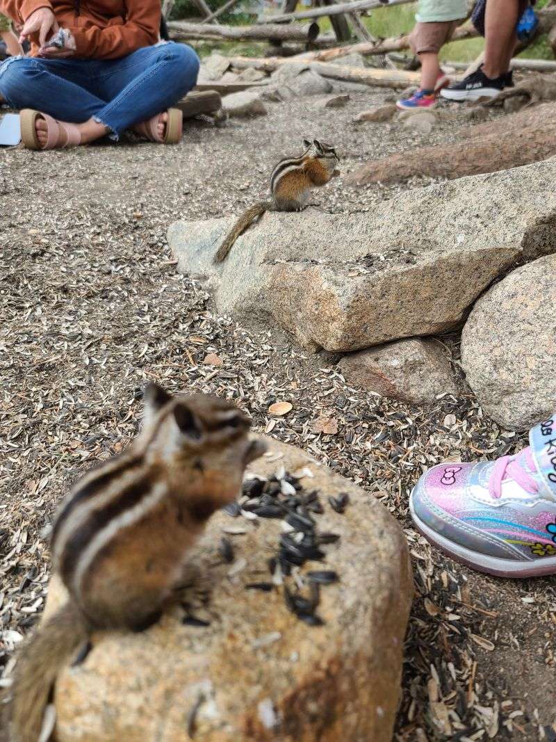 Chipmunk Crossing Experience